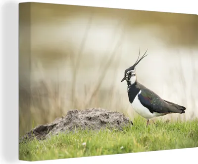 Zdjęcie produktu dla OneMillionCanvasses® - Obrazy na płótnie - 140x90 cm, Ptak - Trawa - Zwierzęta - Natura - Czajka, Dekoracja ścienna - Zdjęcie na płótnie - Obraz na drewnianej ramie