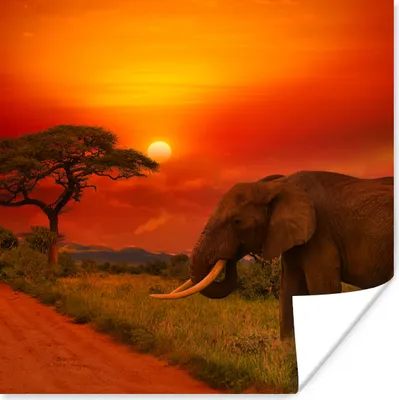 Produktbild von MuchoWow® Poster Elefant - Sonnenuntergang - Orange - Savanne - Tiere 75x75 cm - Wand Dekoration