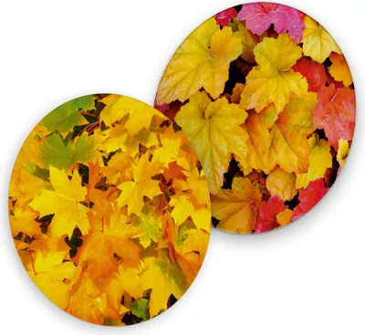 Produktbild von itenga 40x Bierdeckel Herbstblätter I Gelb Rot I Untersetzer I 10,7cm