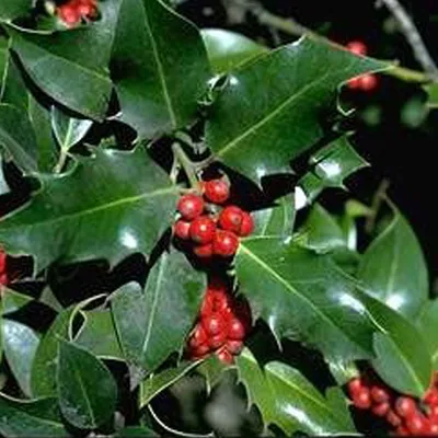Immagine prodotto di 2 x agrifoglio comune - ilex aquifolium | 40-60 cm in contenitore