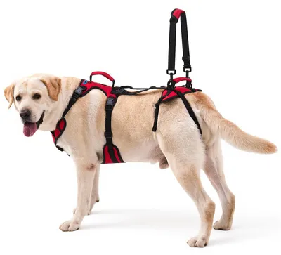 Immagine prodotto di Cintura di supporto per l'anca per cani di taglia media