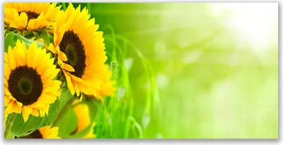 Produktbild von Glasbilder 120x60 Wandbild Druck auf Glas Sonnenblumen Pflanzen
