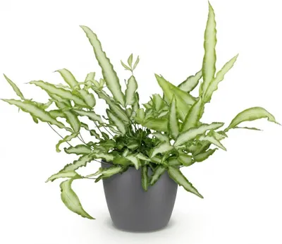 Obrázek produktu pro Pteris Cretica Albolineata - kapradina mecovitá, pokojová rostlina v šedém