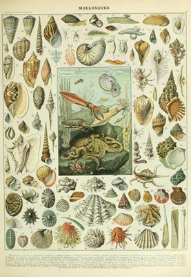 Obrázek produktu pro Grafika Puzzle Měkkýši 1000 dílků Vzdělávací hra Biologie