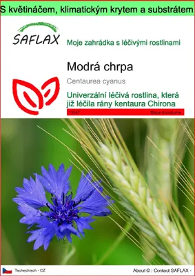 Obrázek produktu pro SAFLAX Garden to go - Modrá chrpa - Centaurea cyanus - 27000 Semena - S květináčem, klimatickou poklicí a pěstebním substrátem