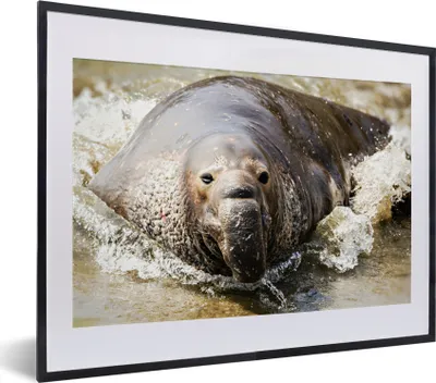 Produktbild von MuchoWow® MuchoWow® Gerahmtes Poster Tiere - Wasser - Strand 40x30 cm - Poster mit zchwarzem Bilderrahmen - Bilderrahmen - Poster im Rahmen