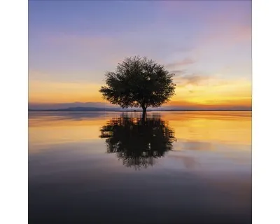 Produktbild von Glasbild Lonely Tree GLA1882 20x20 cm