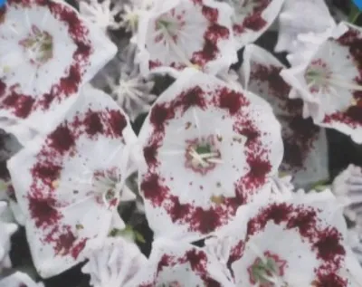 Produktbild von Lorbeerrose - Berglorbeer Nani - Kalmia latifolia Nani - 30-40cm