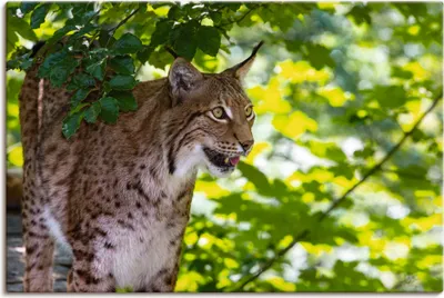 Produktbild von ARTland Leinwandbild Ein Luchs im Wald Größe: 60x40 cm
