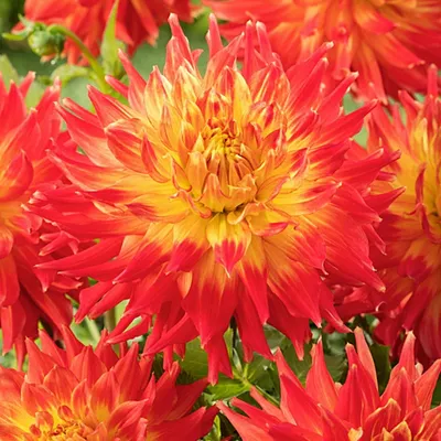 Produktbild von Dahlie Dahlienpflanzen für Garten und Töpfe Knollen Kaktus-Dahlie Fired Up 1 St.