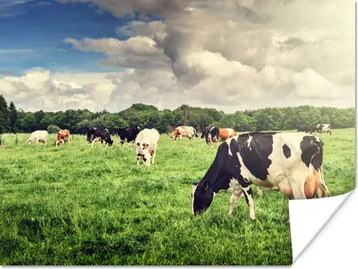 Produktbild von MuchoWow® Poster Kühe - Weide - Natur - Tiere - Landschaft 160x120 cm - Foto Plakat