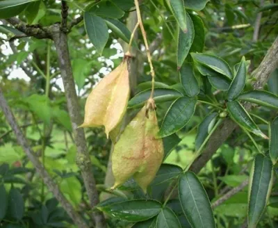 Produktbild von Staphylea pinnata - gemeine Pimpernuss - Klappernuss 30-40 cm