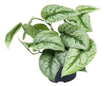 Zdjęcie produktu dla Scindapsus Pictus Trebie - wysokość 12 cm i 15 cm