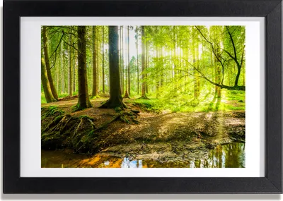 Produktbild von Bild 30x20 MDF-Rahmen, Wandkunst Sonnenstrahlen Wald