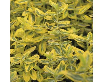 Obrázek produktu pro Brslen Fortunův žlutě panašovaný FloraSelf Euonymus fortunei 'Emerald'n Gold' polokmen 40 cm výška 60-80 cm květináč 6 l