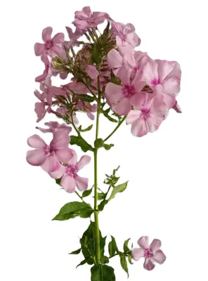 Obrázek produktu pro Trvalka velký plamének Phlox paniculata Flamingo s růžovými květy