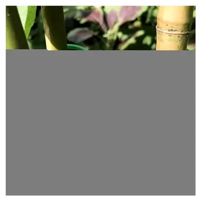 Produktbild von Pflanzenhalter Gartenclips für Kletterpflanzen, Befestigungshilfe für Gemüse
