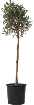 Produktbild von Olivenbaum - Olea europaea - Höhe 90-100cm - ⌀21cm