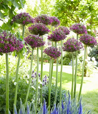 Produktbild von BALDUR Garten 6x Allium 'Magic', Zwiebeln mit Umfang 14-16 cm, große Blütenkugeln, magische Blütenfarbe, auch als Schnittblume, pflegeleicht und mehrjährig