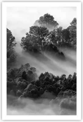 Produktbild von Poster - Poster ohne Rahmen - Schwarzweiß Bäume Nebel - 61x91,5 cm - Wand Bild - Wanddeko - Wandbilder - Kunstposter - Wandposter - Bilder - Kunstdruck - Wanddekoration - Wandbild - P2XPA61x91-4510