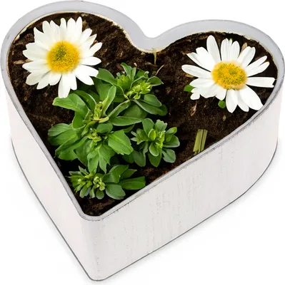 Image de Grande jardinière cœur vintage crème-blanc 25 x 24 cm ornement funéraire