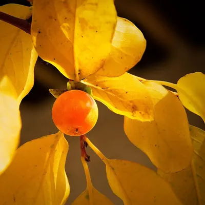 Obrázok produktu pre Lotosovník (Diospyros lotus)  – 10 semien