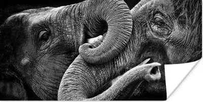 Produktbild von MuchoWow® Poster Elefant - Tier - Rüssel 160x80 cm - Foto Poster