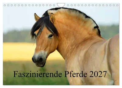 Produktbild von Faszinierende Pferde 2027 (Wandkalender 2027 DIN A4 quer), CALVENDO Monatskalender