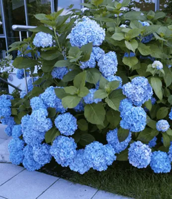 Produktbild von BALDUR Garten 2er Winterhart Hortensien-Sortiment Hydrangea blau und rosa,, Freiland-Hortensie 'Vanille Fraise® und Bauern-Hortensie 'Générale Vicomtesse de Vibraye®', blühend