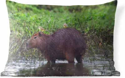 Produktbild von MuchoWow® Outdoor Kissen - Ein Wasserschwein in einem Sumpfgebiet - 50x30 cm - Wetterfest - Lounge Kissen - Sofa kissen - Wohnzimmer Dekoration