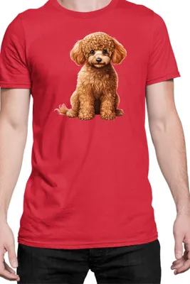 Obrázok produktu pre Mužské Tričko Dogs Breeds Poodle Dog Breed 006, Man L / Červená