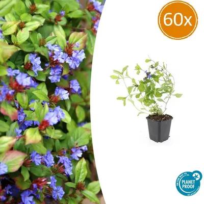 Zdjęcie produktu dla Roslina okrywowa - Plumbago chinskie - Ceratostigma plumbaginoides - Doniczka 9 cm - Zestaw 60 roslin