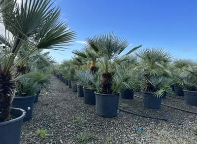 Produktbild von Sunny Tree - Palme- Chamaerops Humilis Cerifera - Multistamm - 150 cm