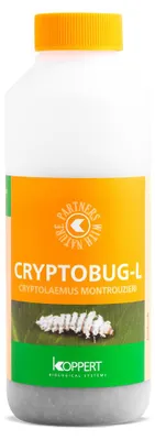 Obrázok produktu pre BIOCONT LABORATORY, spol. s r.o. Dravé slnečnice proti červom (1000 lariev) - Cryptobug-L (Cryptolaemus montrouzi)