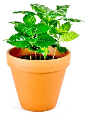 Produktbild von Gardners Coffea arabica, Durchmesser 9 cm