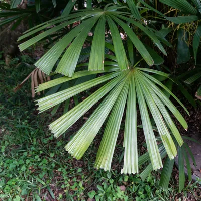 Image de Palmier-éventail de Hainan (Lanonia hainanensis)  - 5 graines