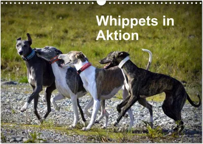 Produktbild von Whippets in Aktion (Wandkalender 2025 DIN A3 quer), CALVENDO Monatskalender