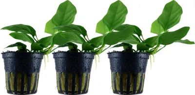 Produktbild von Aquarium Pflanze 3 Stück Anubias barteri nana Wasserpflanze AquaOne Nr.301 Set