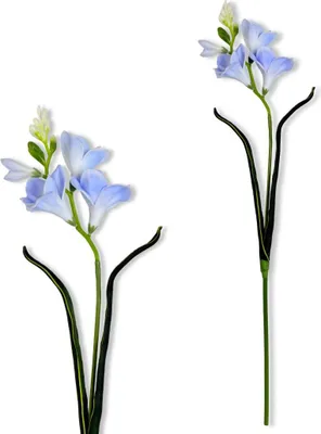 Produktbild von Zweig - Blaue Schaumfreesie 59 cm