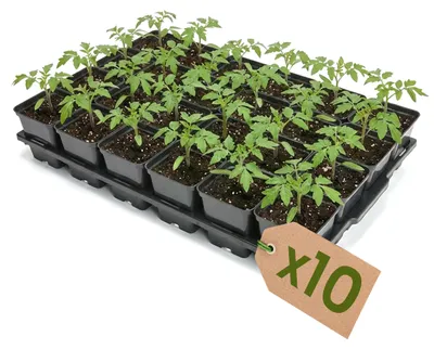 Image de Garronda, plateau de culture de 10 alvéoles pour pots de culture destinés à la serre (plateau de culture avec 24 pots carrés de 0,5 l) GD-KW-T
