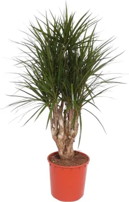 Produktbild von Famanu Dracaena Marginata vertakt - 140 cm - ø34