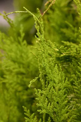 Produktbild von Chamaecyparis lawsoniana 'Golden Wonder', gelbgrün, 60–80 cm