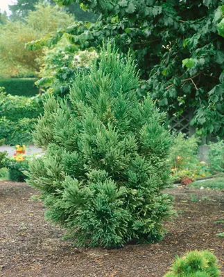 Produktbild von Cryptomeria japonica, Japanische Sicheltanne, 40–60 cm