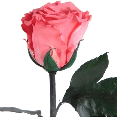 Immagine prodotto di Rosemarie Schulz, rosa eterna conservata, colore corallo/rosso chiaro, altezza 45-50 cm
