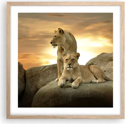 Produktbild von Gerahmtes Poster - Rahmen in heller Eiche - Löwen Sonnenuntergang Felsen Krallen - 50x50 cm - Wand Bild - Wanddeko - Wandbilder - Wandposter - Bilderrahmen - Bilder - Kunstdruck - P2NAC50x50-2958
