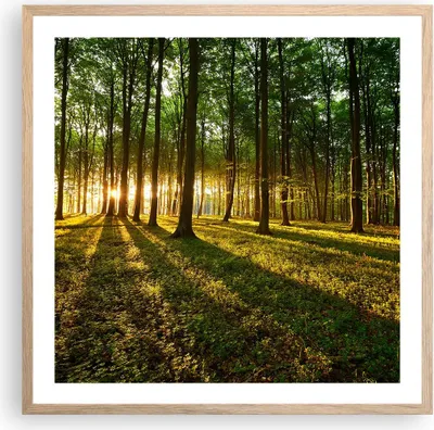 Produktbild von Gerahmtes Poster - Rahmen in heller Eiche - Wald grün Sonnenstrahlen Natur - 60x60 cm - Wand Bild - Wanddeko - Wandbilder - Wandposter - Bilderrahmen - Bilder - Kunstdruck - Wandbild - P2NAC60x60-2510