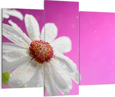 Produktbild von Bild auf Leinwand - Leinwandbild - Blume frühling garten - 130x100cm - Wand Bild - Wanddeko - Leinwanddruck - Bilder - Kunstdruck - Wanddekoration - Leinwand bilder - Wandkunst - CB130x100-2469