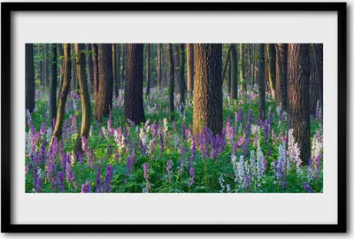 Produktbild von Bild 60x40 MDF-Rahmen Wandkunst Wald Bäume Natur