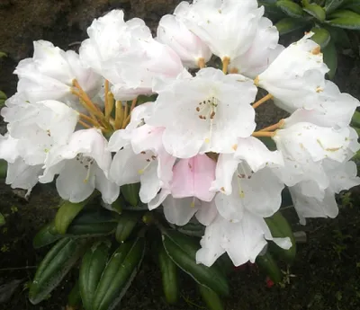 Produktbild von Rhododendron yakushimanum 'Koichiro Wada' Japanische Azalee 25 - 30 cm