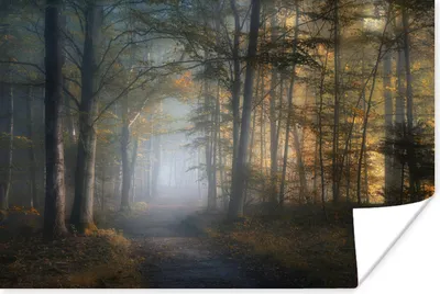 Produktbild von MuchoWow® Poster Wald - Nebel - Bäume - Waldweg - Natur - Pflanzen 120x80 cm - Bilder